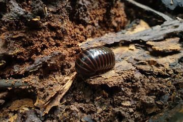 A mini millipede in the jungle of Malaysia