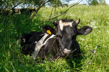 A black and white cow lies in the grass in the pasture. head of a cow.