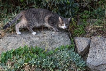Katze sucht nach Beute