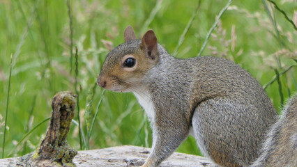 Grey squirrel searching for food