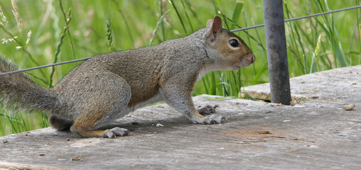 Naklejka na ściany i meble Grey squirrel searching for food