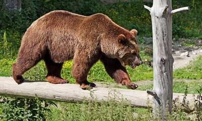 a brown bear walking over an old log