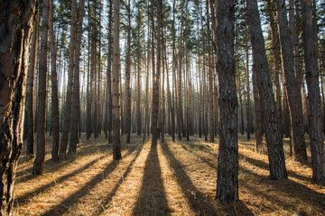 Zhiguli state nature reserve.