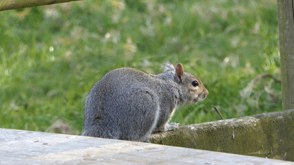 Grey squirrel searching for food