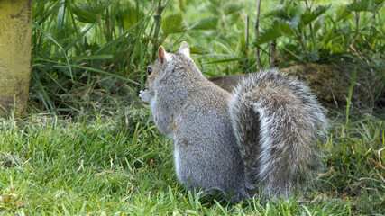 Grey squirrel searching for food