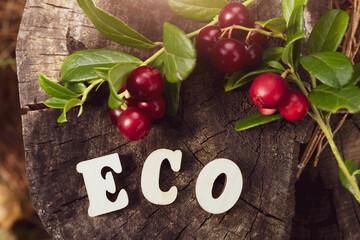 Ripe lingonberry on branches, inscription in wooden letters - ECO. Copy space, background....