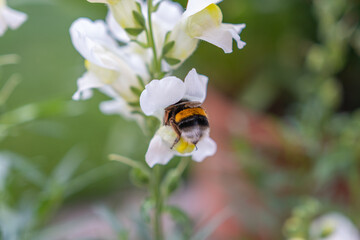 Hummel in der Blüte