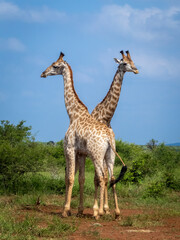 two giraffes