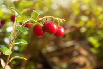 Ripe lingonberry growing in the forest close-up, macro photography. The concept of wild plants, healthy organic food, vitamins, gifts of the forest.