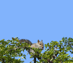 Grey squirrel searching for food in tree