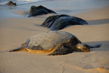 turtle