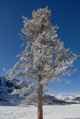 冬のイエローストーンパーク