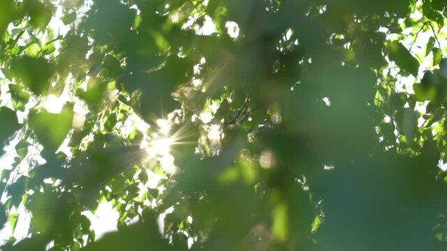 Beautiful green natural 4k abstract video bokeh background. Fresh foliage of leafy birch tree isolated on sky background. Sun rays bursting through leaves blowing in wind.