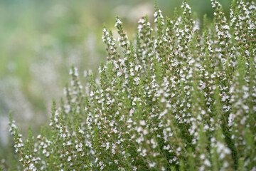 Hyssop white flowers (Hyssopus officinalis), medicinal plant,  good honey plant, aromatic condiment.