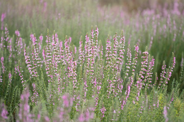 Hyssop  purple flowers (Hyssopus officinalis), medicinal plant,  good honey plant, aromatic condiment.