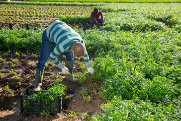 Adult hispanic farmer working on farm field in summer time, picking crop of leaf parsley.