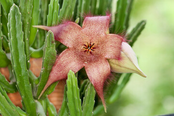 Zulu giant, Stapelia gigantea succulent plant flower and boud