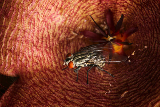 Flesh fly, Sarcophaga carnaria on the toad plant flower