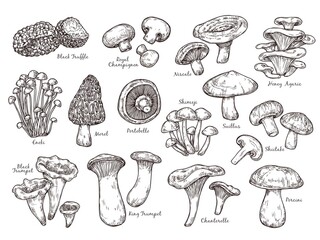 Forest mushrooms sketch. Vintage plants, engraving mushroom. Isolated chanterelle shiitake champignon, tasty cooking ingredient vector set. Fungus and chanterelle, edible sketch vegetable illustration © MicroOne