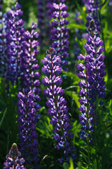 Lupinus field with pink purple, blue and violet flowers. Lupinus meadow.