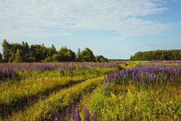 Fototapeta premium Lupinus field with pink purple, blue and violet flowers. Lupinus meadow. Summer flowers background.