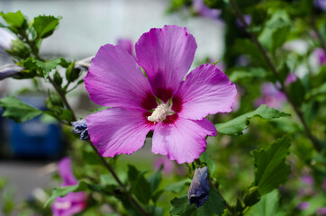 Spring flowers are pink and yellow. Chrysanthemums. Asters.