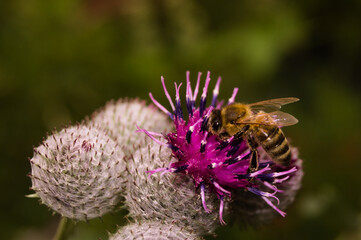 Bumblebee on a Lopian flower on a summer day. 4