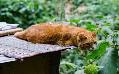 The street cat lies on the grass. Pet. Spotted color of the cat.