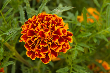 Calendula flower on a summer day.