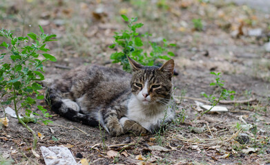 Naklejka na ściany i meble The street cat lies on the grass. Pet. Spotted color of the cat.