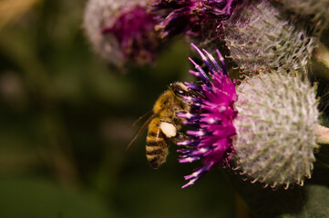 Bumblebee on a Lopian flower on a summer day. 3