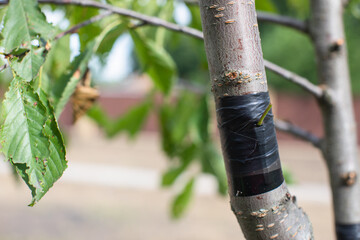 Summer grafting of the fruit tree by the method - budding   