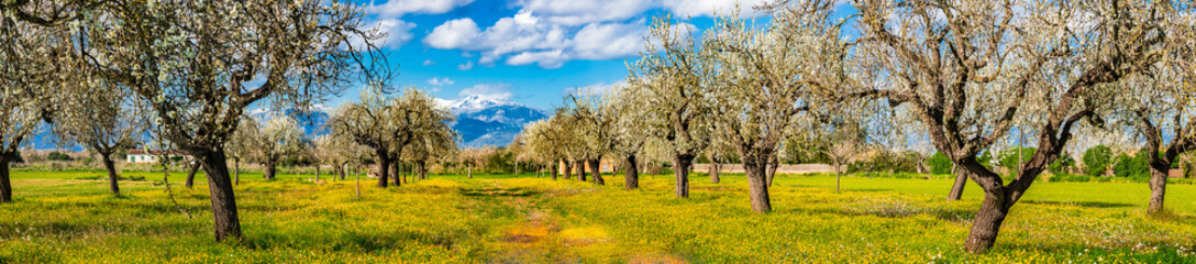 Blooming spring trees landscape panorama on Mallorca island, Spain