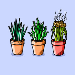 
Three plants in pots