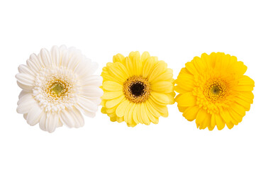 beautiful gerbera isolated