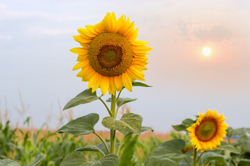 Blooming sunflower on field against the sky in the morning