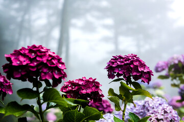 Obraz premium Beautiful purple,red and blue color Hydrangea macrophylla flowers in the garden at early summer.