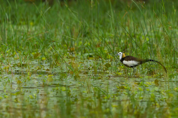 pheasant tailed jacana or Hydrophasianus chirurgus in wetland of keoladeo national park or bharatpur bird sanctuary rajasthan india