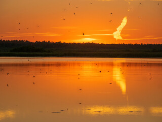 Swallows catching insects just above the water surface by the lake during the picturesque sunset