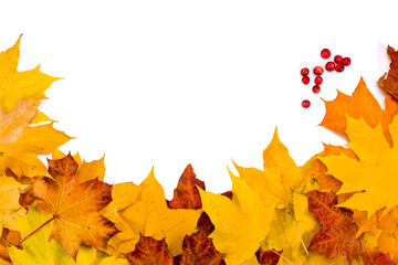 Colorful autumn maple leaves with cranberries isolated on a white background. Frame. Top view.