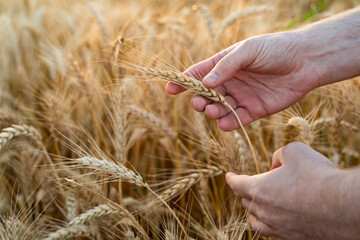 Fototapeta na wymiar The hand touches the ears of wheat. Farmer in a wheat field. Rich harvest concept