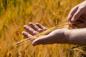 Fototapeta na wymiar The hand touches the ears of barley. Farmer in a wheat field. Rich harvest concept