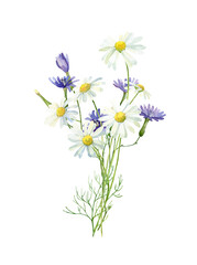 Watercolor bouquet of white and blue daisies on a white background