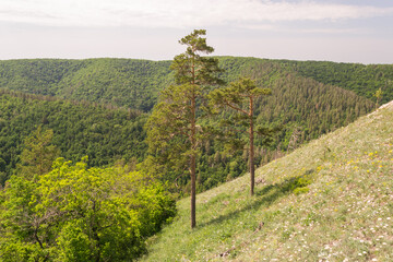 Obraz premium Zhigulevsky state reserve