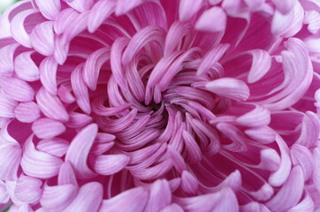 Light Purple Flower Center of Chrysanthemum 'Atsumono' in Full Bloom
