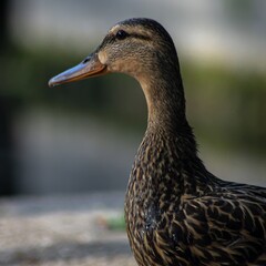 female mallard duck