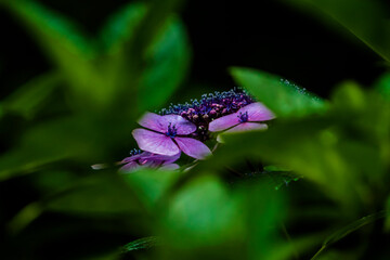 Beautiful purple,red and blue color Hydrangea macrophylla flowers in the garden at early summer.