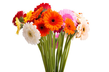 Obraz premium gerbera bouquet isolated