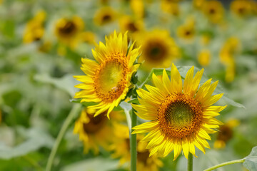 ヒマワリの花　Sunflower 