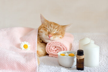 Sleeping cat on a massage towel. Also in the foreground is a bottle of aromatic oil, candles  and chamomile flowers. Concept: massage, aromatherapy, body care.